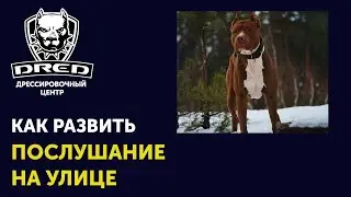 Как научить собаку слушаться на улице | Что делать если собака не прибегает по команде на улице