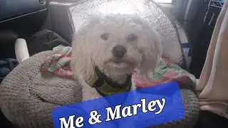 Van life: Me & Marley.  what's new from the woods.