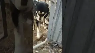 восстановление популяции Казахского волкодава Тобет.