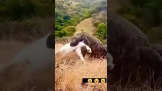 Varan swallowed a goat whole. Варан целиком глотает козу.