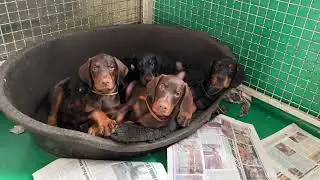 Doberman puppies 2 months old
