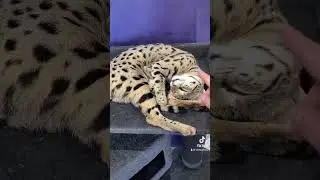 Savannah f1 🐆😻 