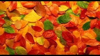 Осень прошла...😂🍁