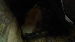 Снова утки сели на гнёзда.