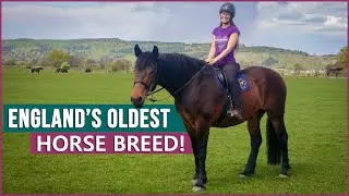 Riding the Cleveland Bay Horse in the UK!