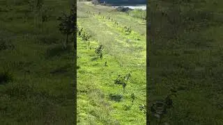Промежуточные результаты прививок.