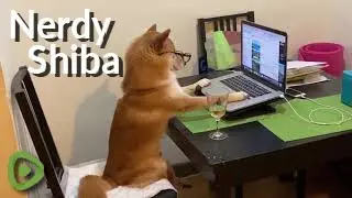 Nerdy Shiba Inu surfs the web on owner's laptop