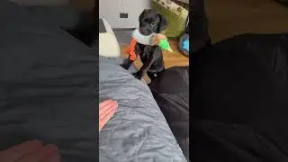 Отказалась дать уточку 😂 