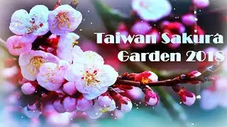 Taiwan Sakura Garden | Прекрасный сад с Сакурами | Taiwan 2018 | Тайвань | Обзор | 台湾