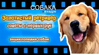 Золотистый ретривер. Советы с первых рук.