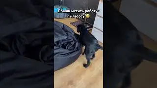 Это их разборки…. 😂 