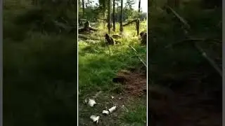 Гидравлический Корчеватель пней EXTEN RAPTOR