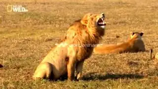 Tiếng gầm của chúa tể sơn lâm