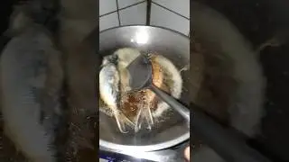 PRITONG ISDANG DALAGANG BUKID 