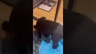 Зачем покупать игрушки, если их можно найти дома? 😂