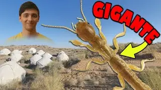 SPIDERMAN del deserto - Paedembiidae
