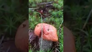 Грибные, сказочные,чудесные  Селигерские  места- в стране Селигерия.
