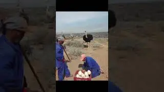 ostrich egg size..................................