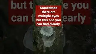 Godwyns eye (where to look) if you havent found it #elderring #gaming #game #fromsoftware