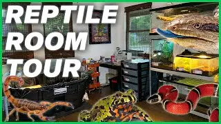 Reptile Room Tour June 2021