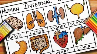 How to draw Internal Human Organs | Internal Human Organs Drawing | Drawing of Human Internal Organs