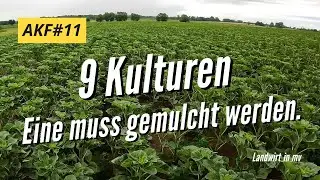 AKF #11 - 9 cultures. One needs to be mulched.