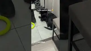Пригрелась на теплой плиточке 