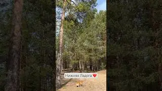 Собачья жизнь🤍