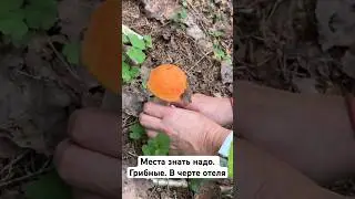 Грибные места на территории 📍 Отель-усадьба «Времена года», озеро Наговье, Торопецкий район