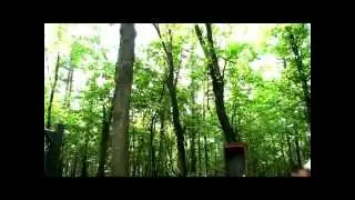 forest 2010