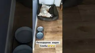 Собачья жизнь🤍