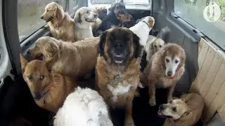 Doggie School Bus picks up pups for 'school'