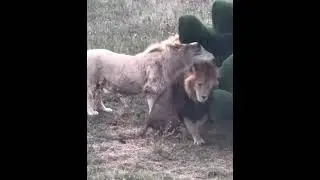 💕Львы напали на быка. Юный Кай и Алекс. 