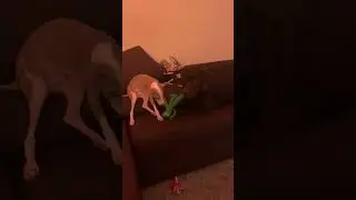 Dobby and Hercules playing with gumby