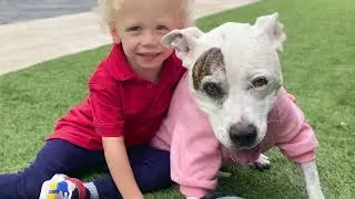 Roxy Dog Tribute Video | Austin Visuals 3D Animation Studio