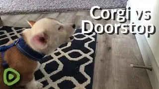 Corgi puppy preciously discovers the joy of the door stopper
