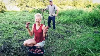 Такого урожая мы ещё не видели. Деревенская жизнь