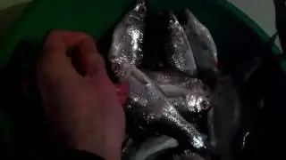 Как сушить рыбу