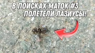 В поисках маток #3 | Полетели очень редкие муравьи! Собрали больше 50 маток! #inshot #муравьи