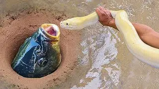 Никто Бы Не поверил Если Бы Не Это Видео | Змея Удочка.