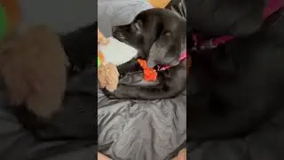 Охотница 🦆 