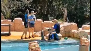 SEA LION ENCOUNTER JUNGLE PARK TENERIFE - SPAIN