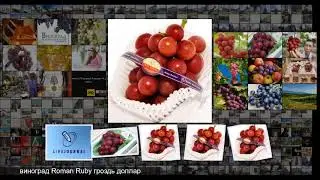 Самый дорогой в мире сорт винограда masterok