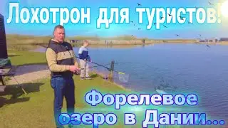 Лохотрон для туристов в Дании. Форелевое озеро, 300 кг форели.