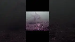 ЛЕЩ ЗАШЁЛ НА ТОЧКУ! 