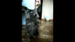 Прикольная кошка дает лапу avi