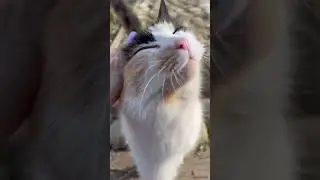 Синий трактор