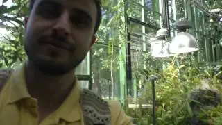 Оранжерея,бананы,я турист. Ботсад МГУ .01.06.2016