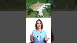 Камбала