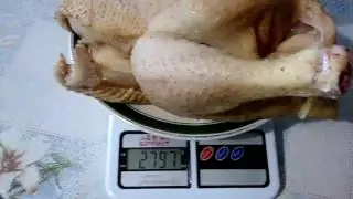Вес небольшой курочки бройлера росс 308 в два месяца